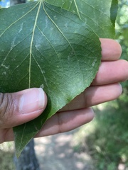 Populus