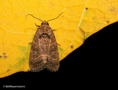 Elaphria hyposcota