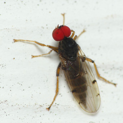 Syneches simplex