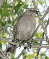 Bahama Mockingbird photo 2