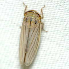 Athysanus argentarius