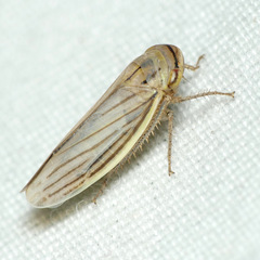 Athysanus argentarius