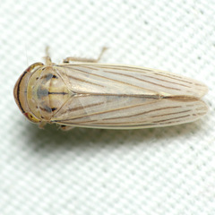 Athysanus argentarius