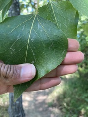 Populus