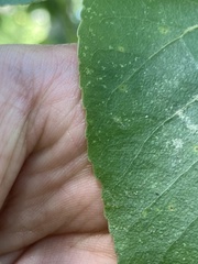 Populus