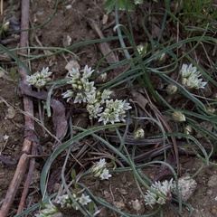 Allium brandegeei