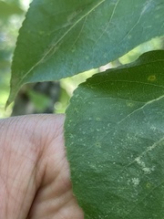 Populus