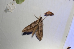 Xylophanes acrus
