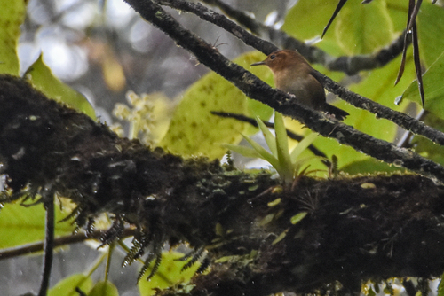Ochraceous Wren (Troglodytes ochraceus), photo 2