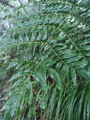 Osmunda japonica