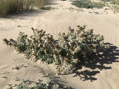 Cirsium rhothophilum