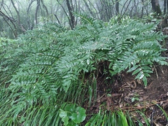 Osmunda japonica