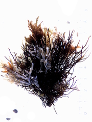 Ahnfeltia plicata