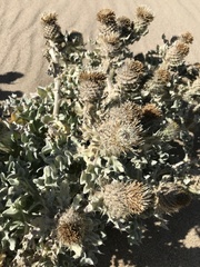 Cirsium rhothophilum