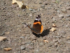 Vanessa atalanta