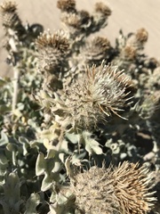 Cirsium rhothophilum