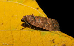 Elaphria hyposcota