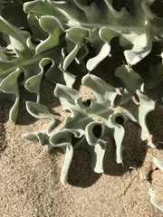 Cirsium rhothophilum