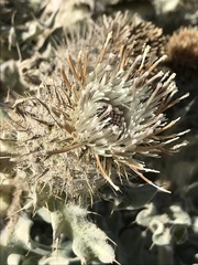 Cirsium rhothophilum
