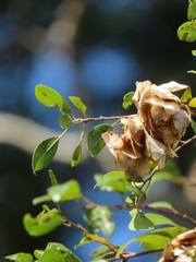Pteleopsis myrtifolia