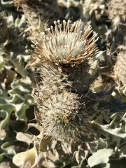 Cirsium rhothophilum