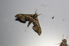 Adhemarius dariensis