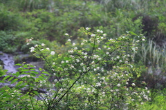 Spiraea salicifolia