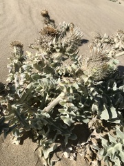 Cirsium rhothophilum