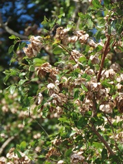 Pteleopsis myrtifolia