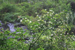 Spiraea salicifolia