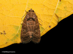 Elaphria hyposcota