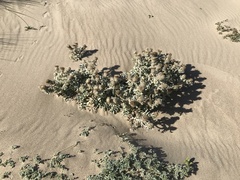 Cirsium rhothophilum