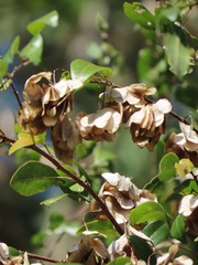 Pteleopsis myrtifolia