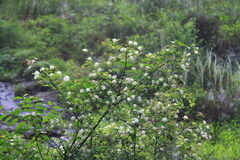 Spiraea salicifolia