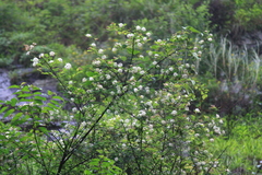 Spiraea salicifolia