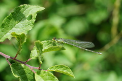 Erythromma