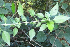 Acalypha glabrata