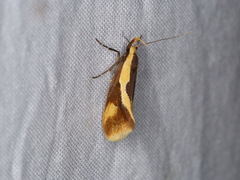 Harpella forficella