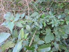 Acalypha glabrata