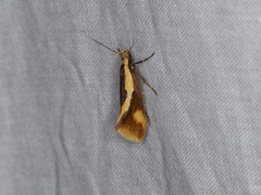 Harpella forficella
