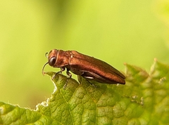 Agrilus cuprescens
