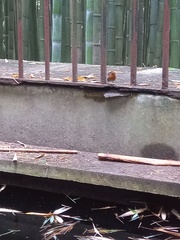 Erithacus rubecula