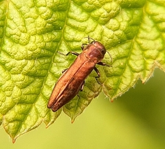 Agrilus cuprescens