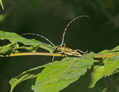 Macropophora trochlearis