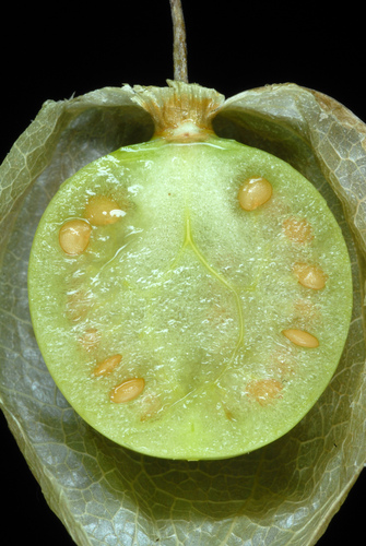Physalis angulata iNat (1)