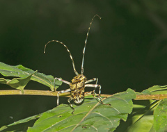 Macropophora trochlearis