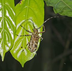 Macropophora trochlearis
