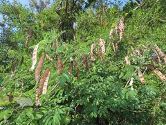 Senegalia schweinfurthii