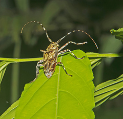 Macropophora trochlearis