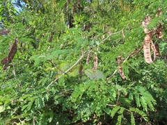 Senegalia schweinfurthii